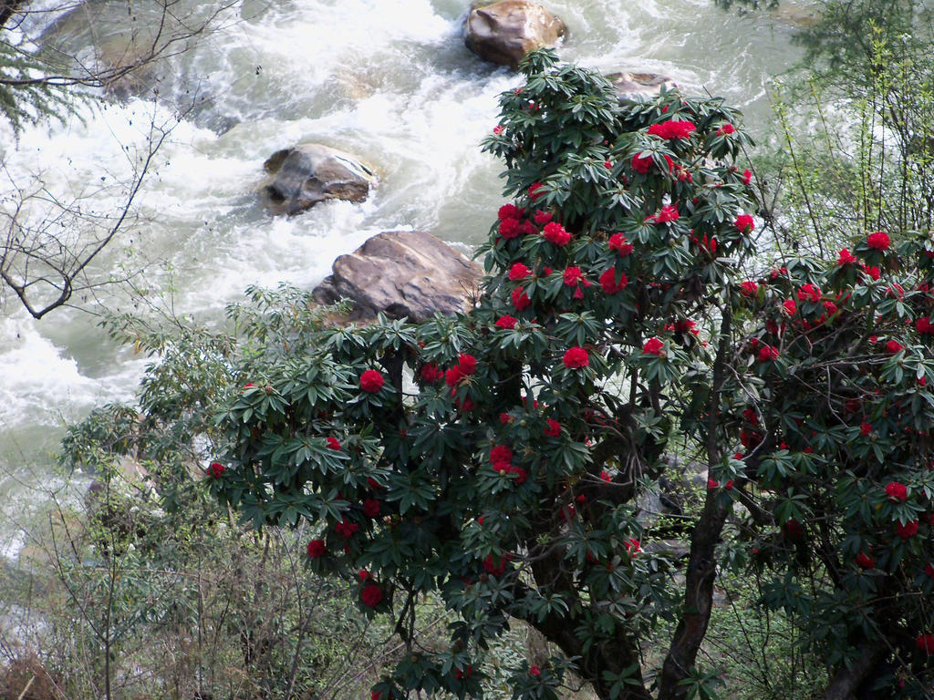 קאסול Parvati Kuteer Riverside Resort מראה חיצוני תמונה